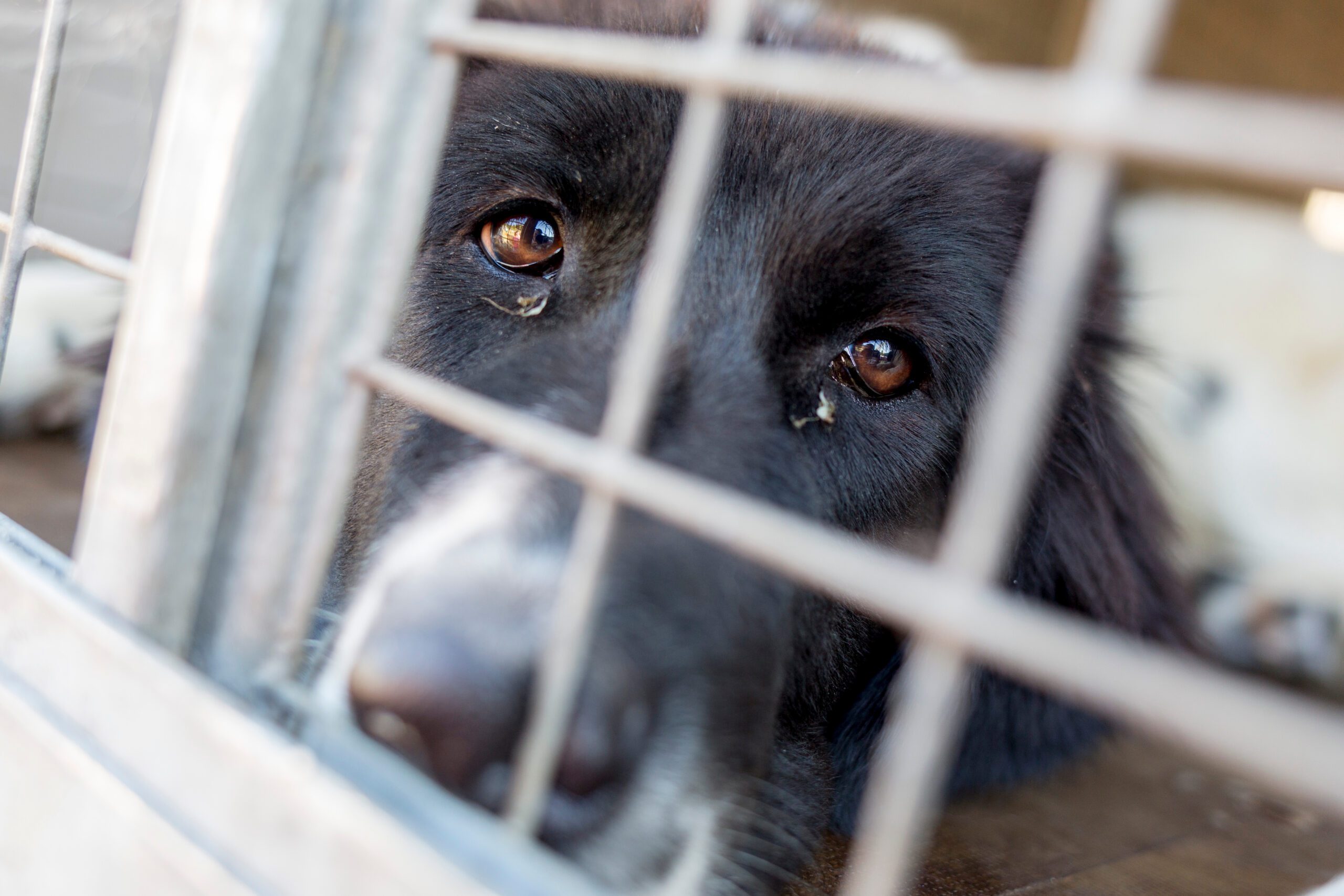 Black dog looking through shelter cage bars illustrating Nevada dangerous and vicious animal laws and statutory myths