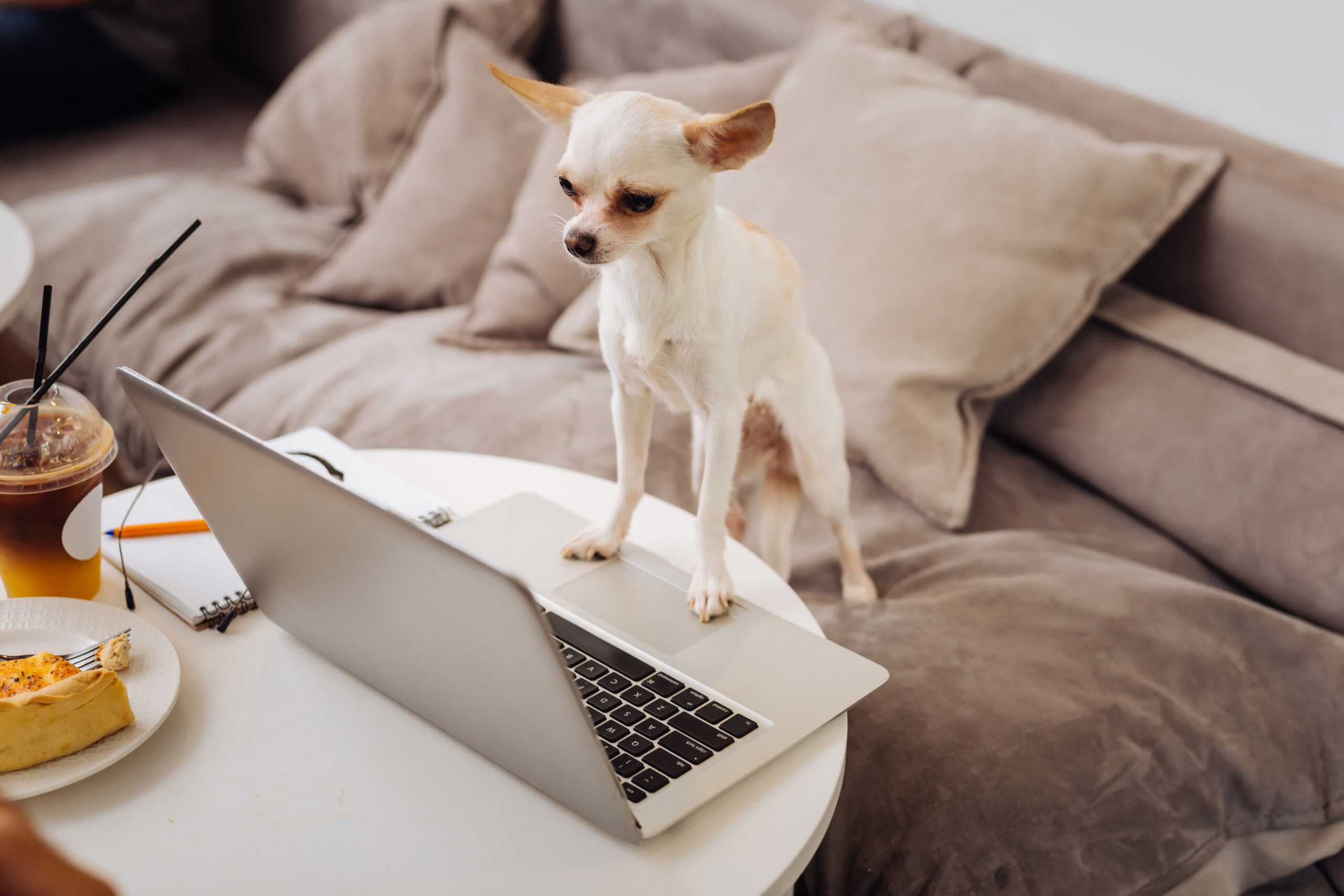 Small tan Chihuahua standing on a silver laptop keyboard on a coffee table next to iced coffee