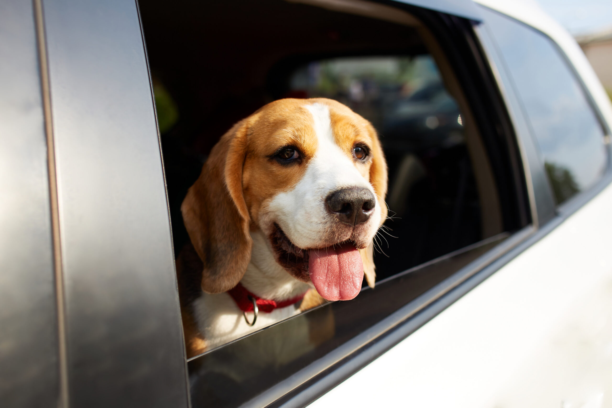 Happy Beagle looking out an open car window traveling through Las Vegas