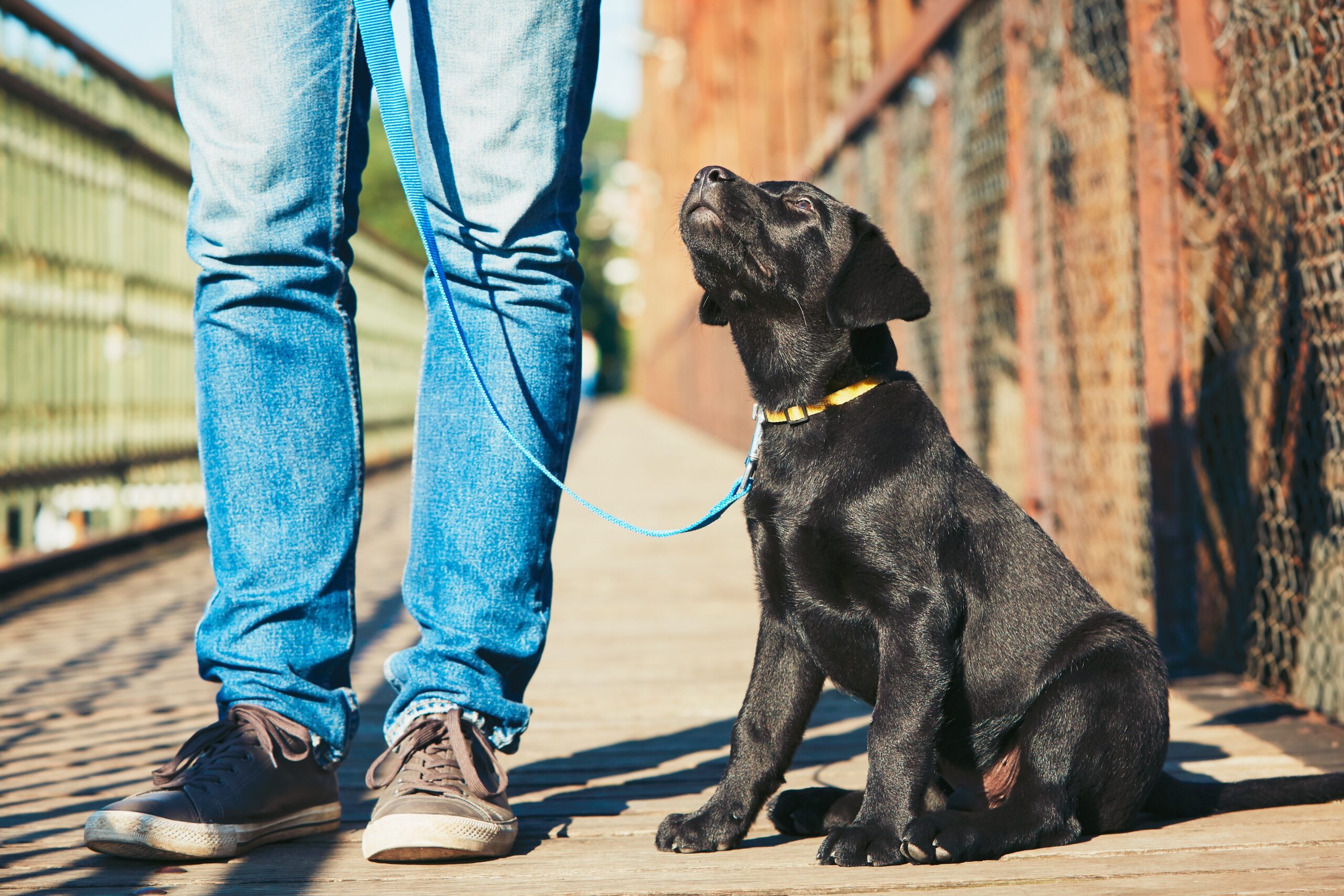 Black Labrador puppy sitting obediently on a blue leash attached to a flat collar next to its owner outdoors